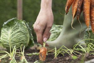 Use Best Organic Fertilizer for Vegetables