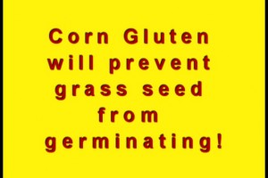 Corn Gluten for Weed Control Information