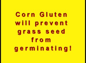 Corn Gluten for Weed Control Information