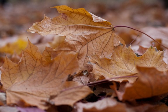 Dispose Fallen Leaves Advantages