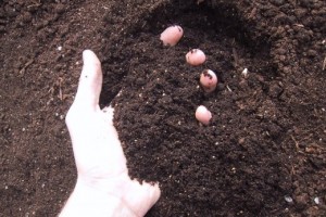 How to Sterilize Potting Soil Simply