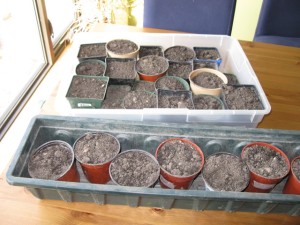 Guides of How to Sterilize Potting Soil