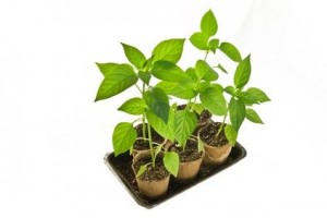 The Tips for How to Sterilize Potting Soil