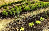 FInd and Know the Soils of Your Garden