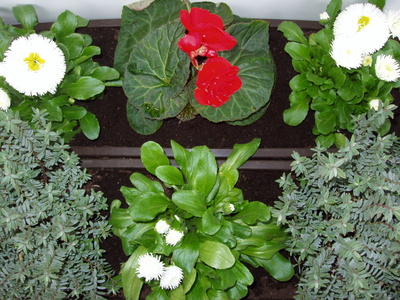 Organic Pesticides for Gardens Advantages