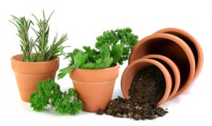 Herb Gardens in Pots Plans