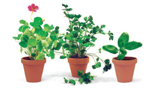 Herb Gardens in Pots Ideas