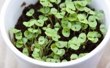 Herb Gardens in Pots Tips