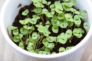 Herb Gardens in Pots Tips