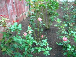 Tips for Growing Roses from Seed