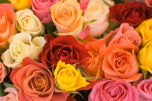 Ideas for Growing Roses from Seed