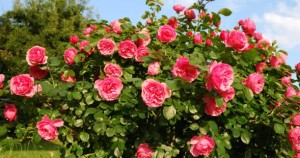 Growing Roses from Seed Benefits