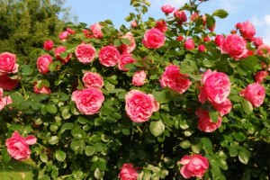 Growing Roses from Seed Benefits